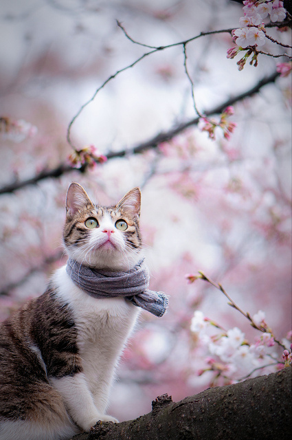 Cat Delights in Hanami (Flower Viewing) of Sakura (Cherry Blossom)