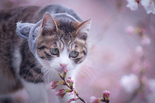 Cat Delights in Hanami (Flower Viewing) of Sakura (Cherry Blossom)