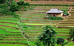 Rice-paddy fields in Vietnam